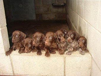 residencia canina brañavalera