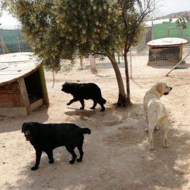 hotel canino y felino el rey de la casa