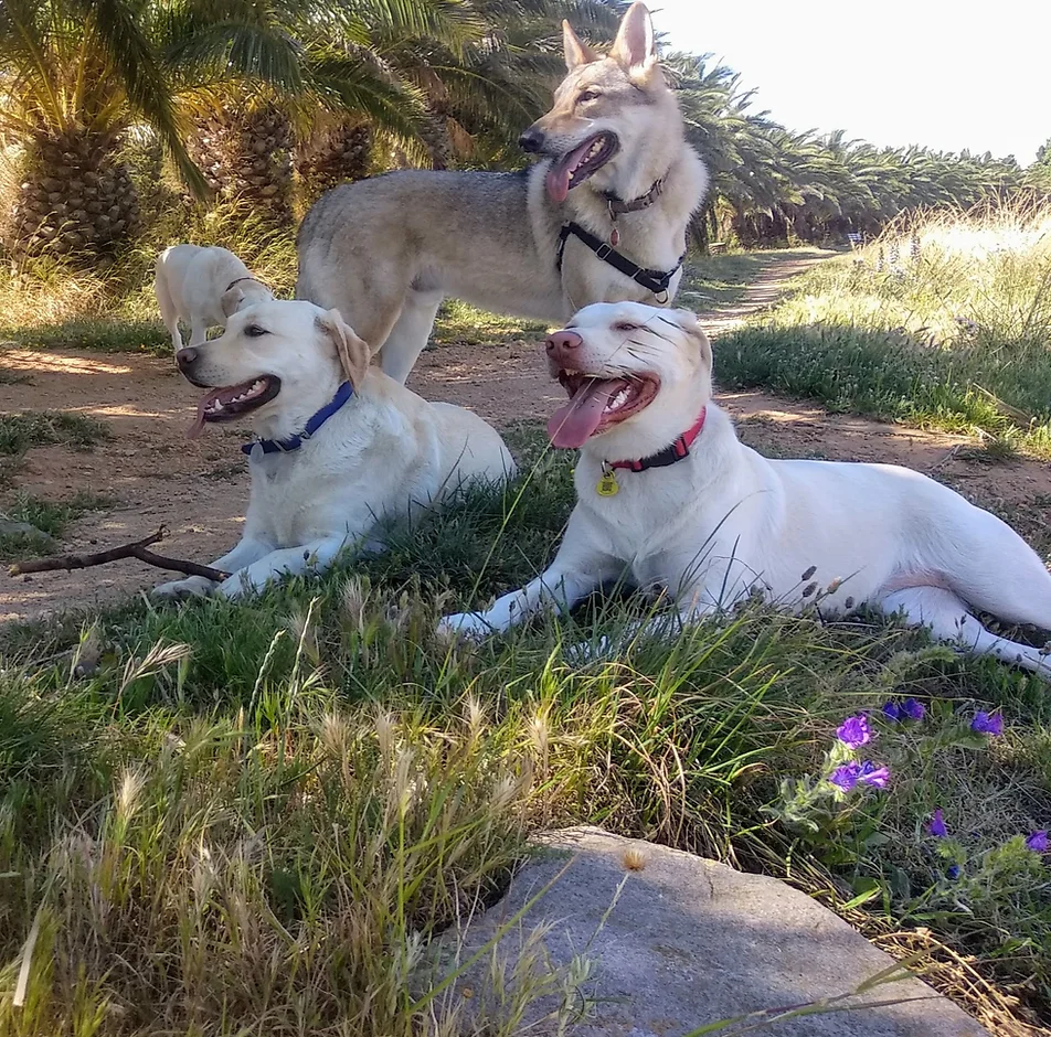 guardería canina dog care