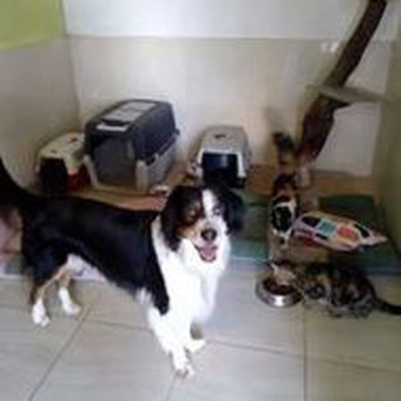 hotel canino y felino el rey de la casa
