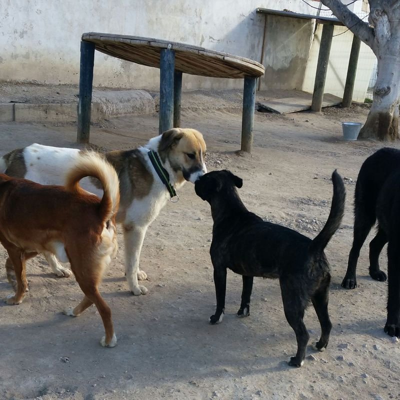 hotel canino y felino el rey de la casa