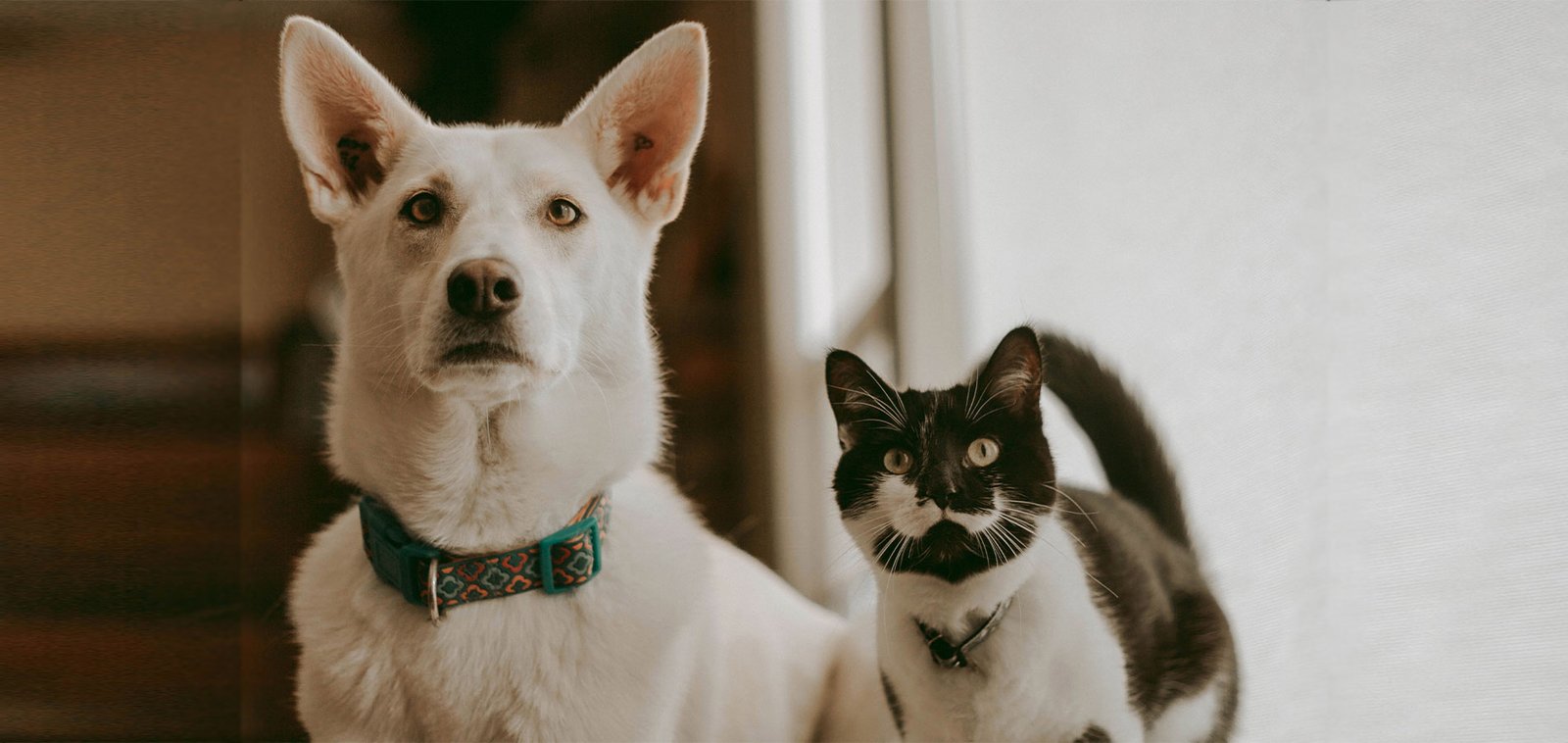 residencia canina llanos de rosa