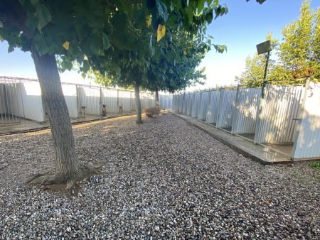 working dog solutions