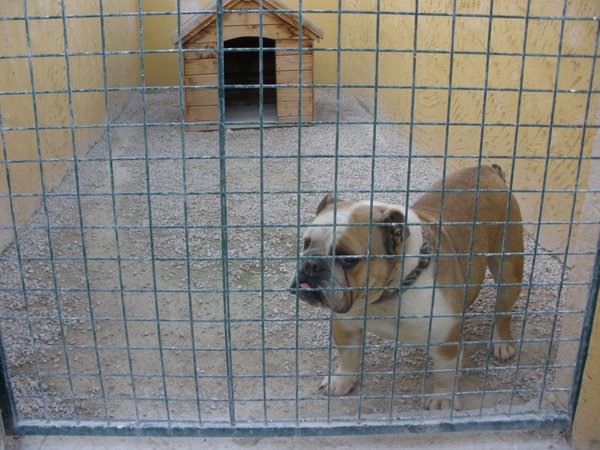 residencia canina sultan