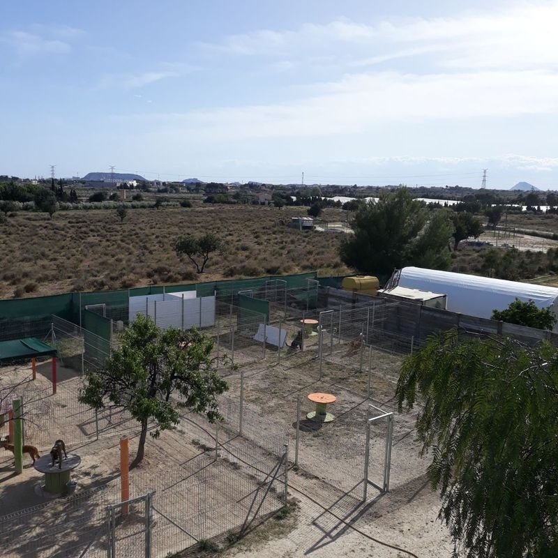 hotel canino y felino el rey de la casa