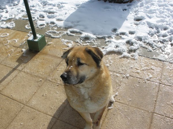 residencia canina sultan