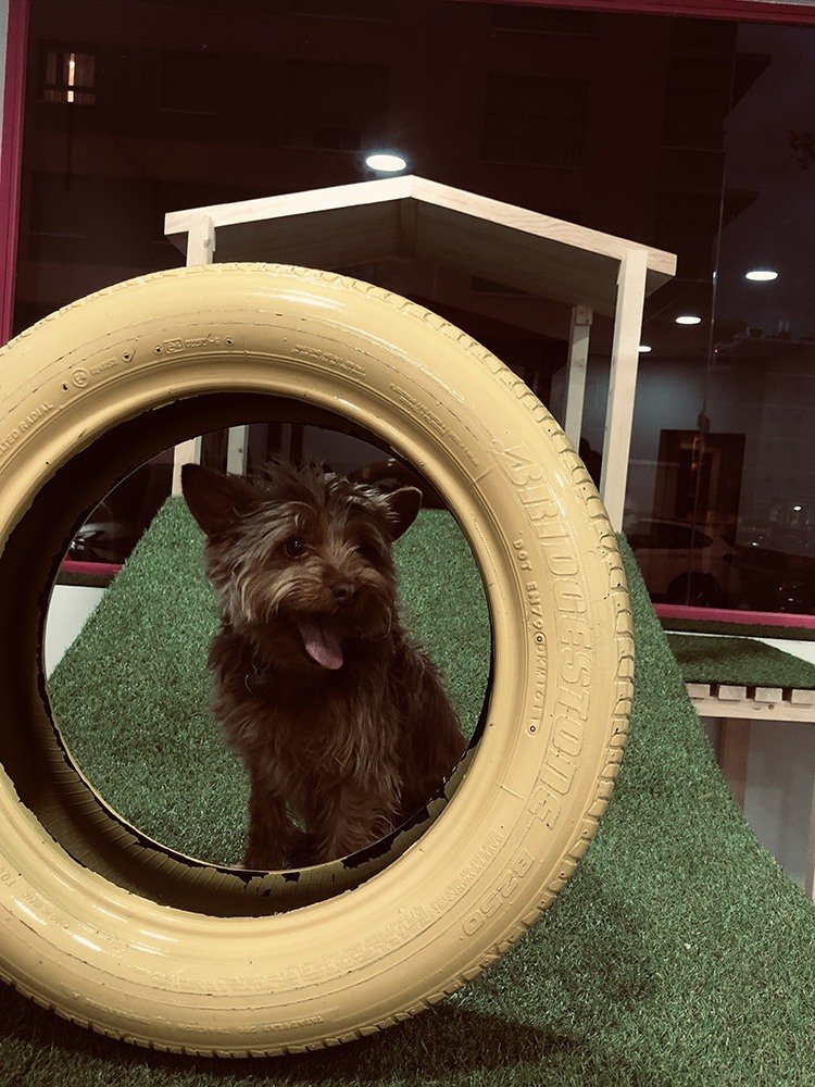 guardería canina mami dogguies