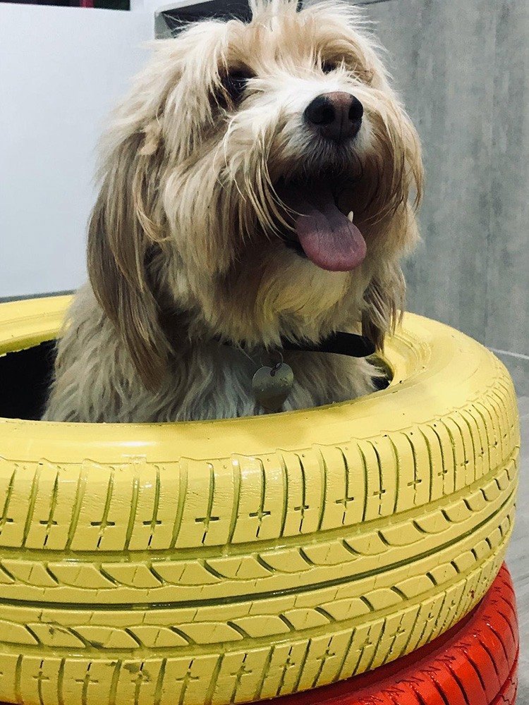 guardería canina mami dogguies