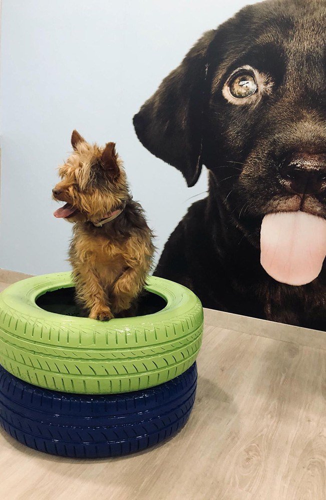 guardería canina mami dogguies