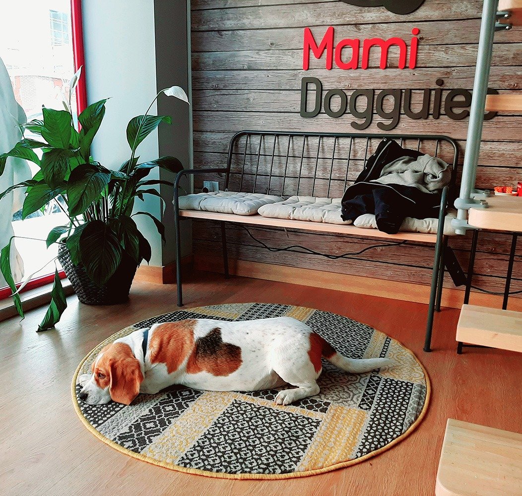 guardería canina mami dogguies