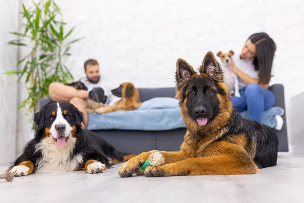 guardería canina dogclan