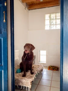 hotel para perros la torre canina