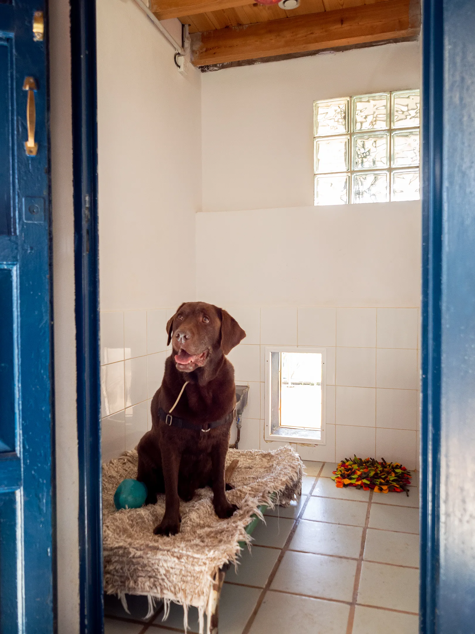 hotel para perros la torre canina