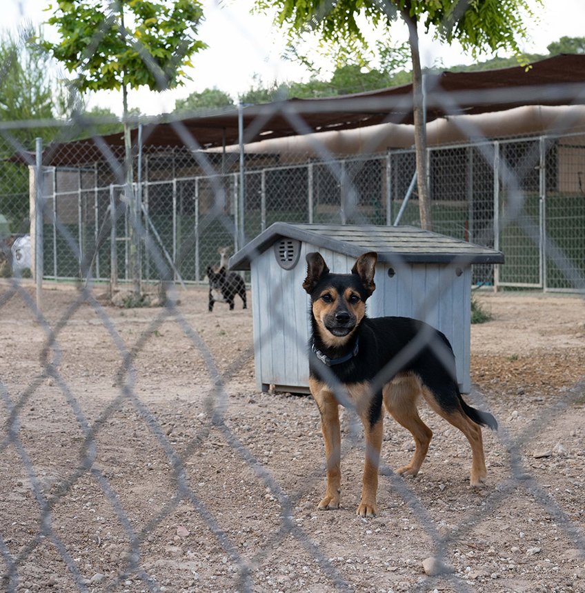 residencia de mascotas can cun