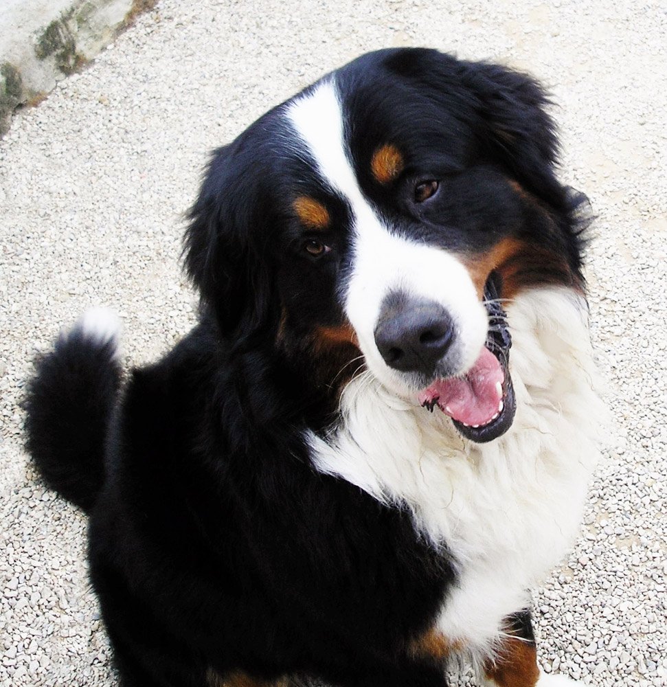 centro canino seguracan