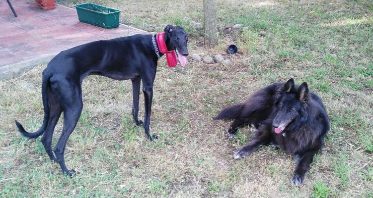 residencia canina virginia pet sitter