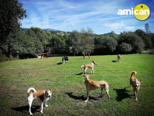 residencia canina amican