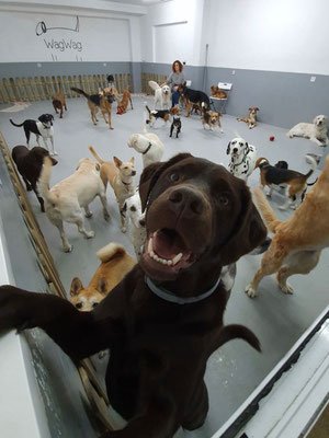guardería canina wagwag