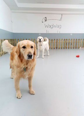 guardería canina wagwag