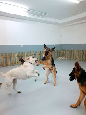 guardería canina wagwag