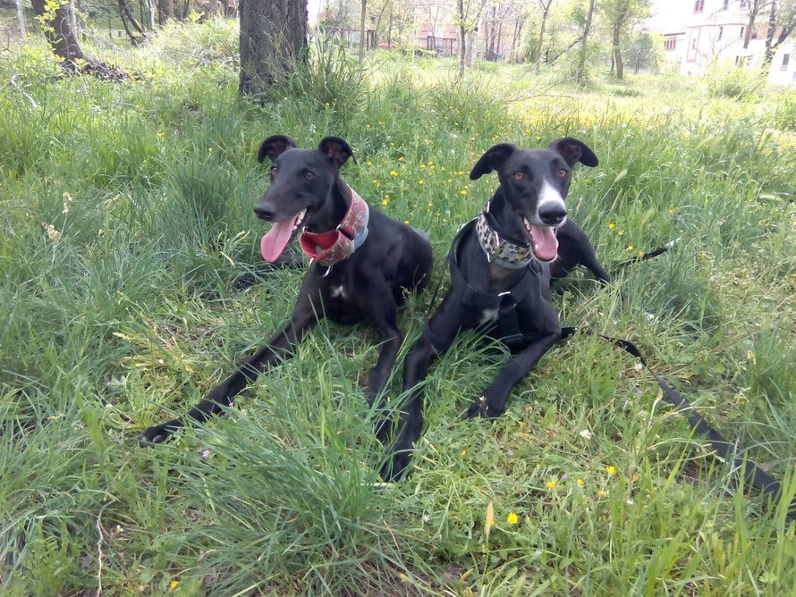 residencia canina virginia pet sitter