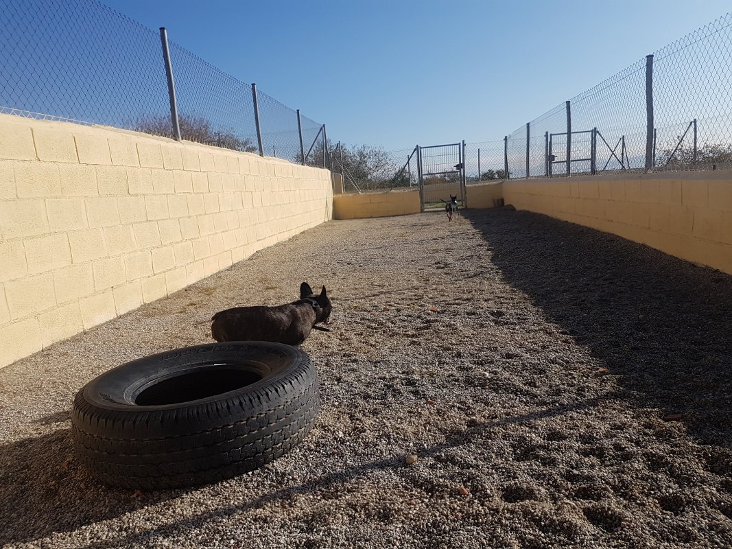 hotel de perros y gatos tres llunes en barcelona