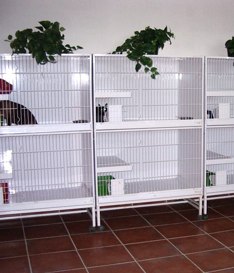 hotel canino gufy