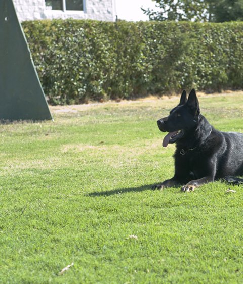 hotel canino gufy