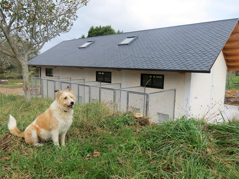 residencia canina el lugar del perro