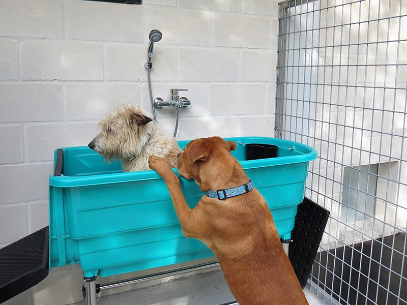 residencia canina el lugar del perro