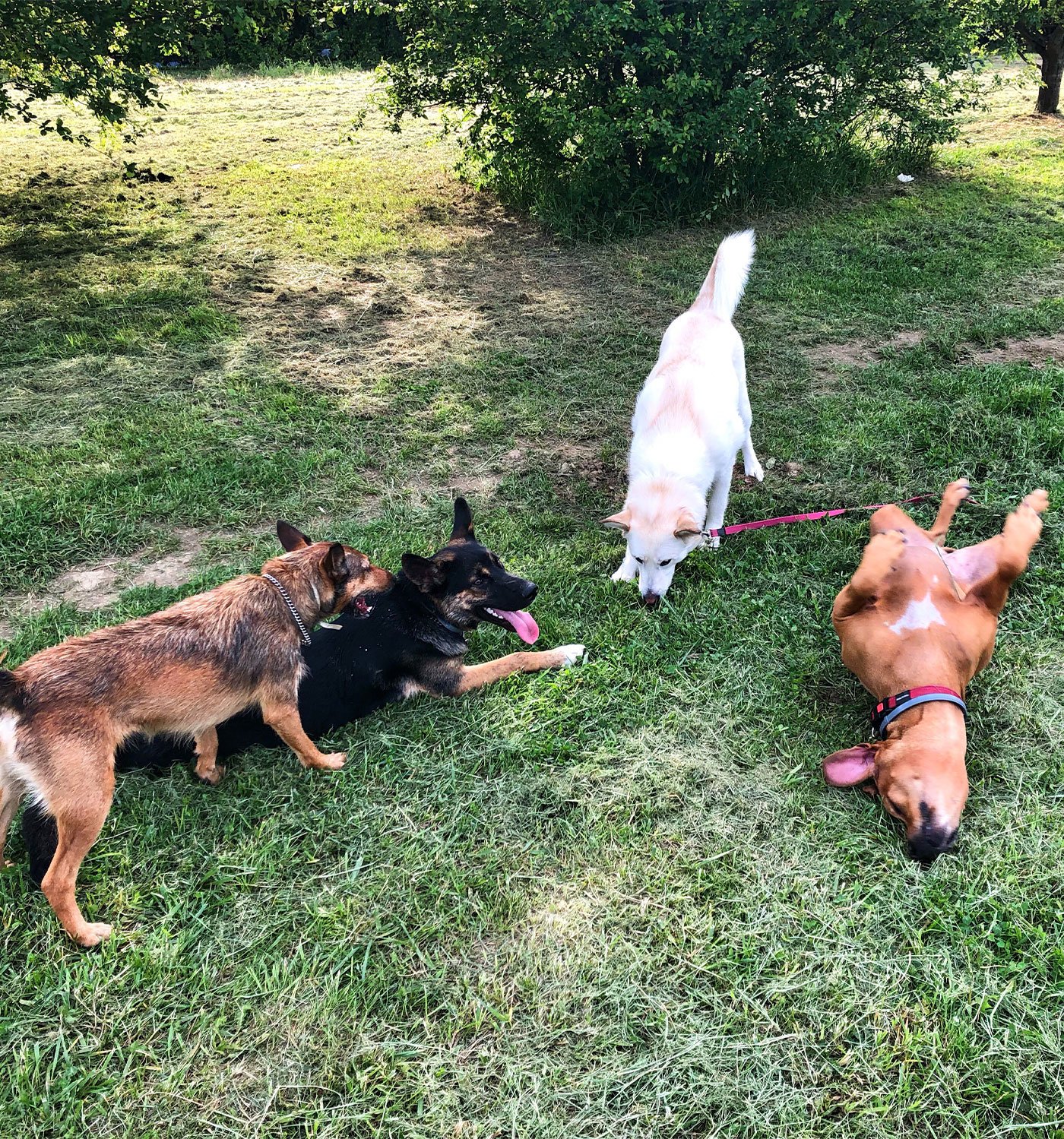 residencia canina llanos de rosa