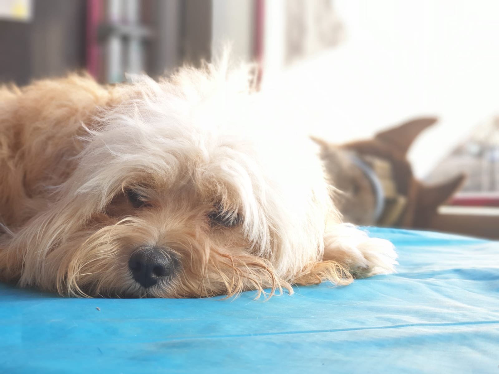 guardería canina mami dogguies