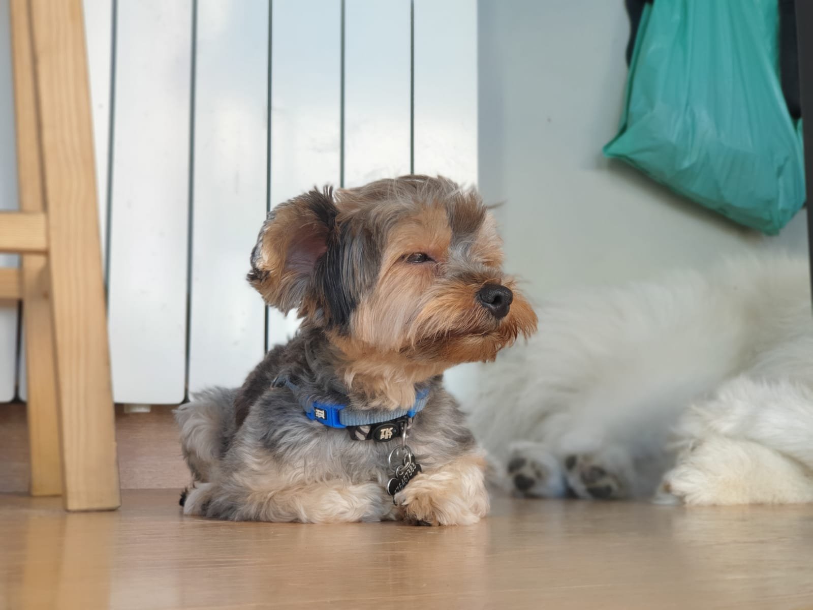 guardería canina mami dogguies