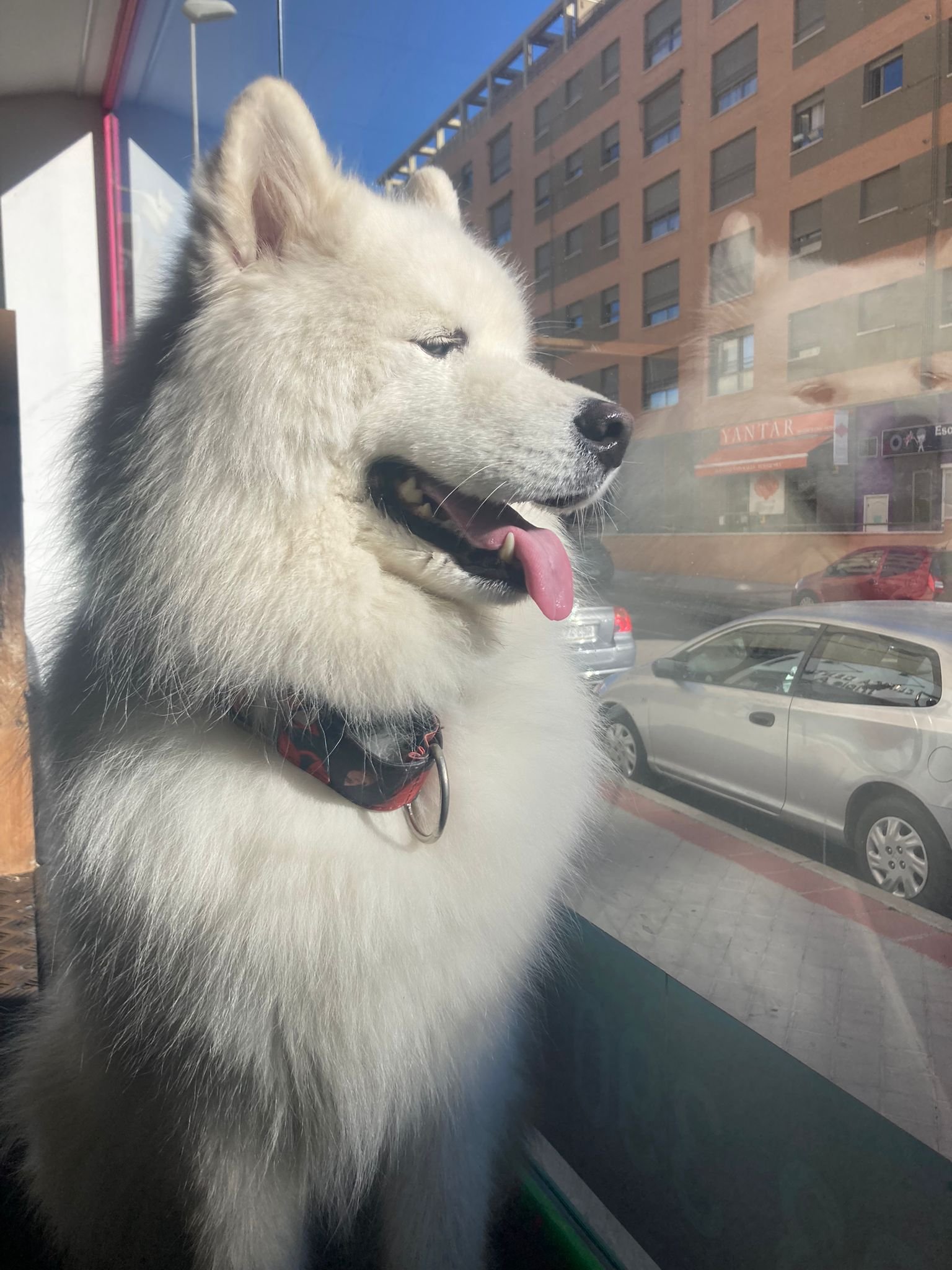 guardería canina mami dogguies