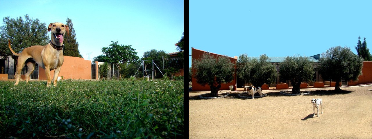 residencia canina cliveal