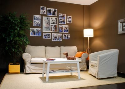 guardería canina pelos y patas