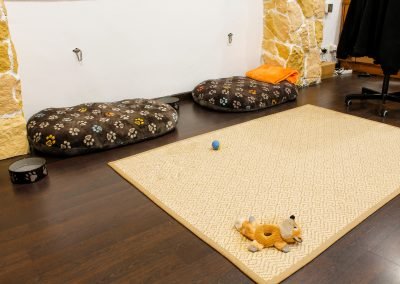 guardería canina pelos y patas