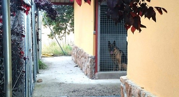 residencia canina nariz de nieve
