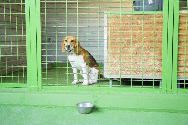 centro canino vallecan