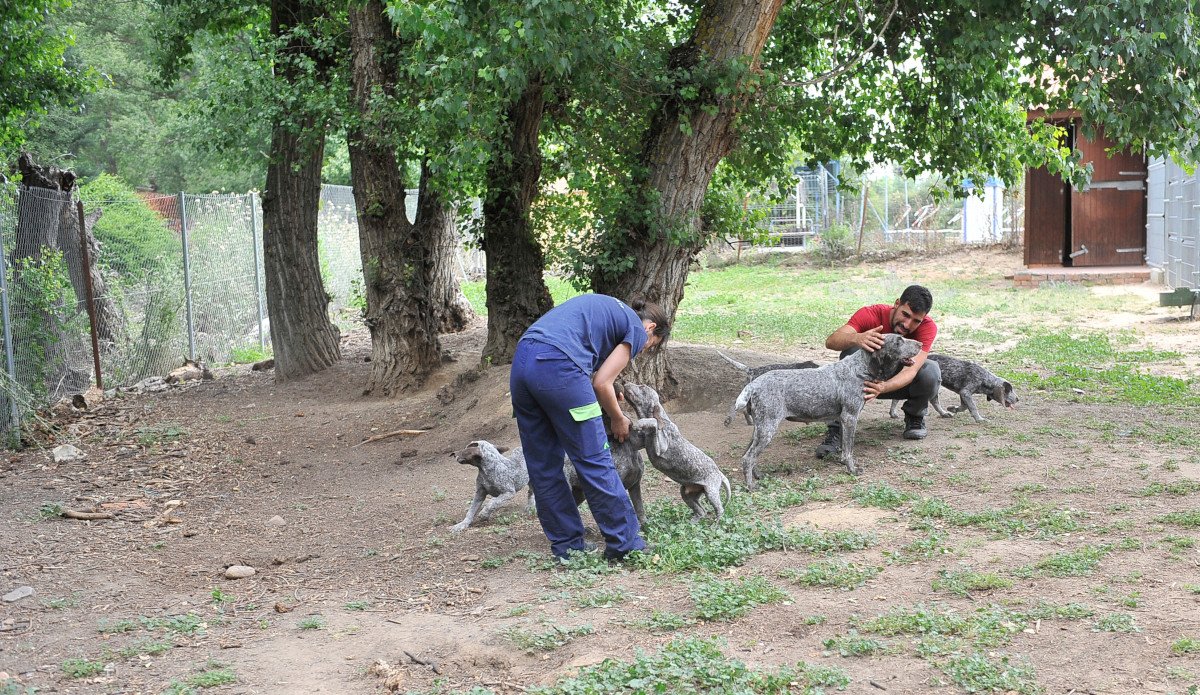 residencia canina almacan