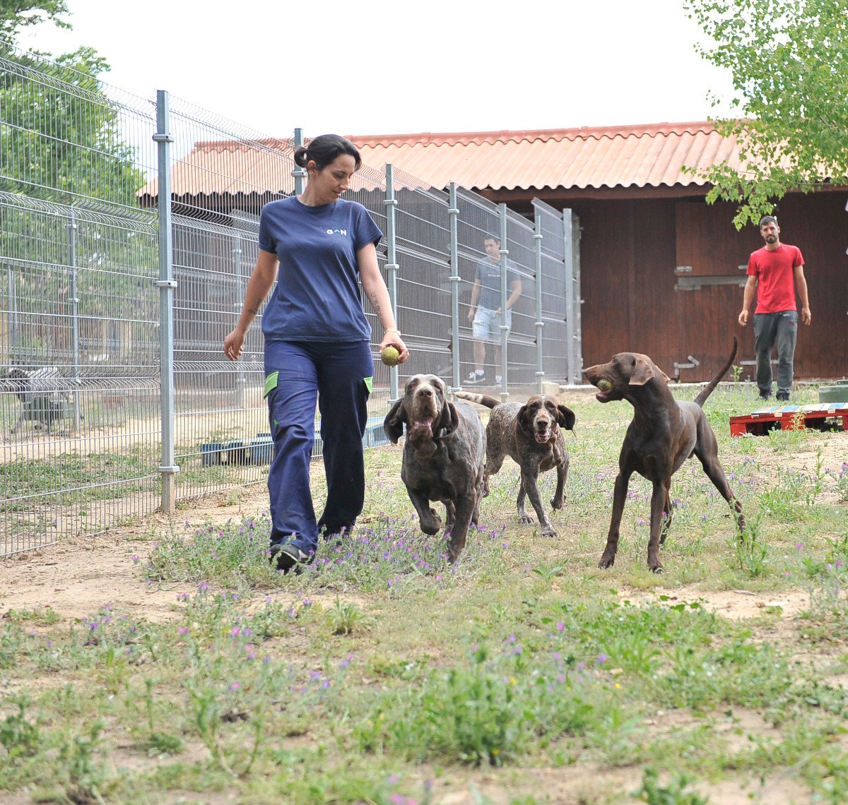 residencia canina almacan
