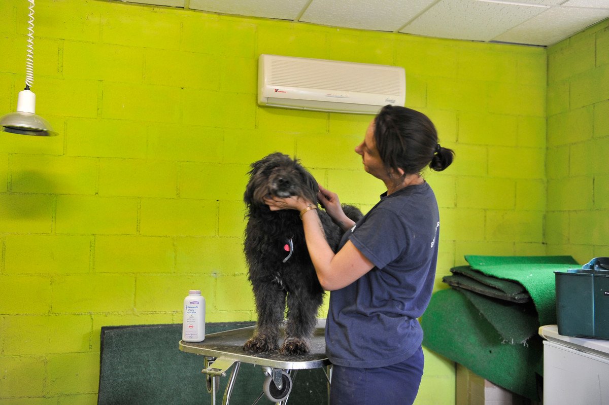 residencia canina almacan