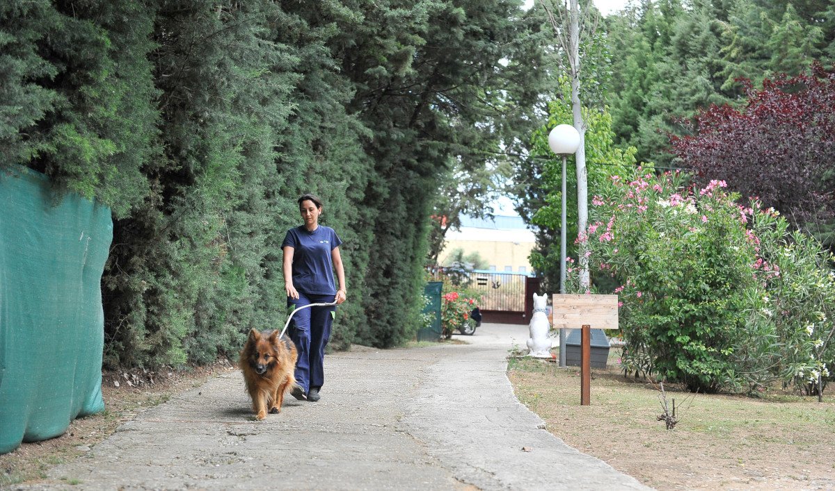 residencia canina almacan