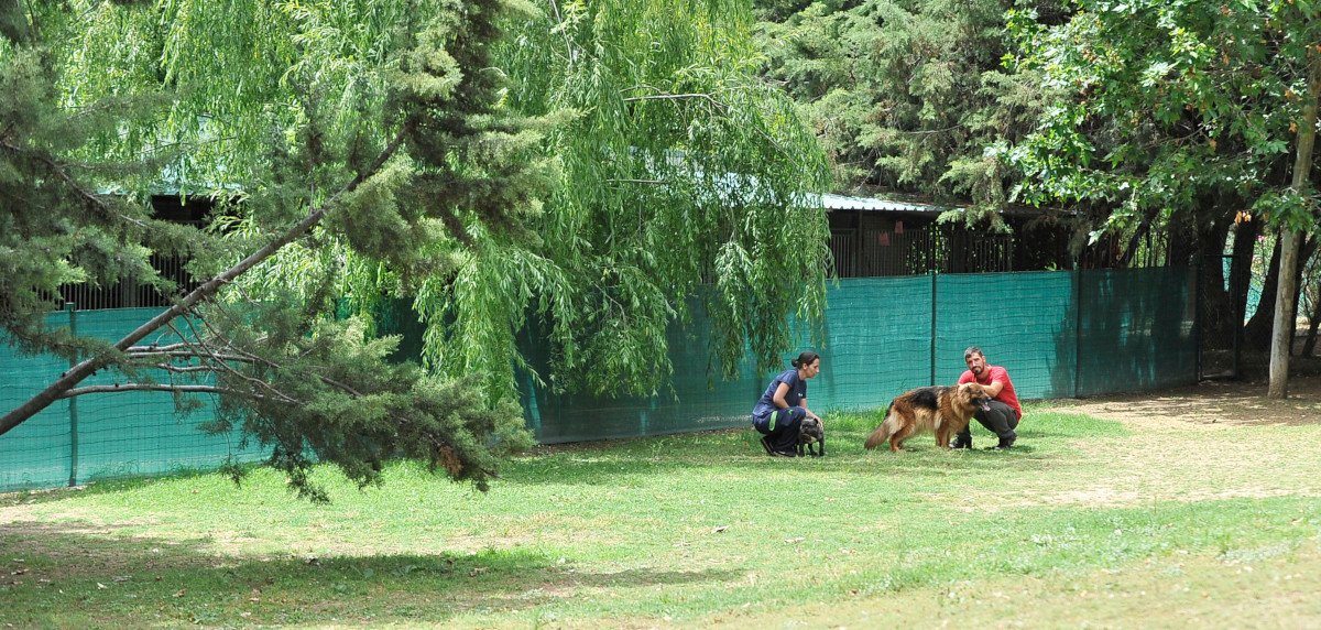 residencia canina almacan
