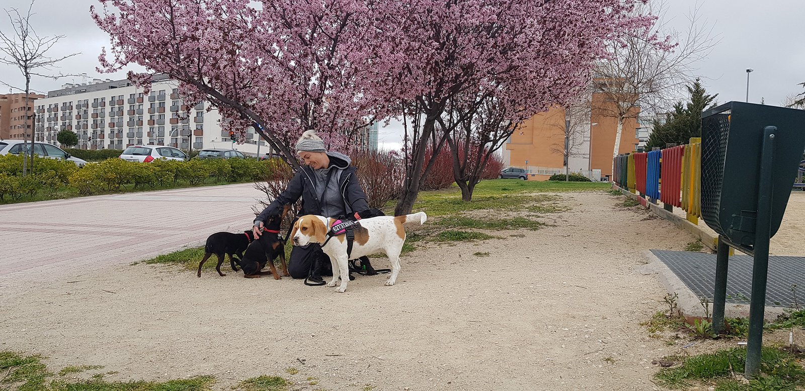 guardería canina mami dogguies