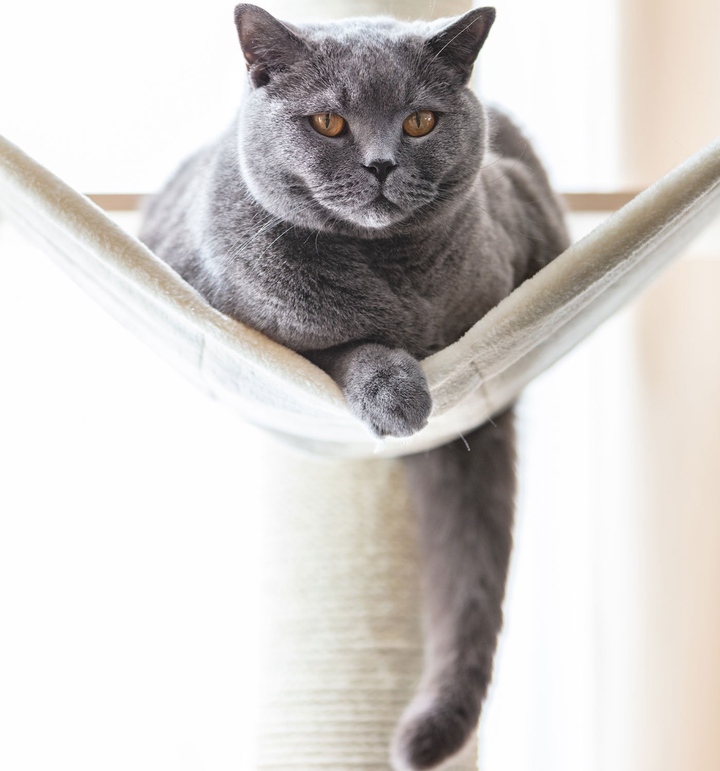 residencia canina llanos de rosa