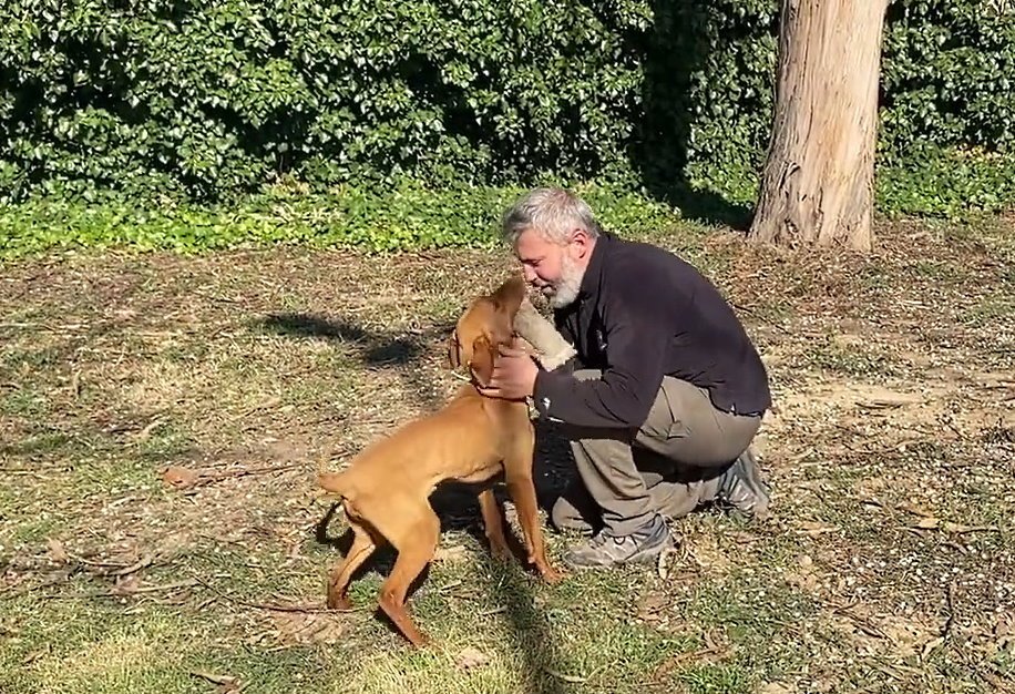 working dog solutions