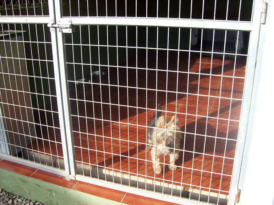 residencia canina aullidos