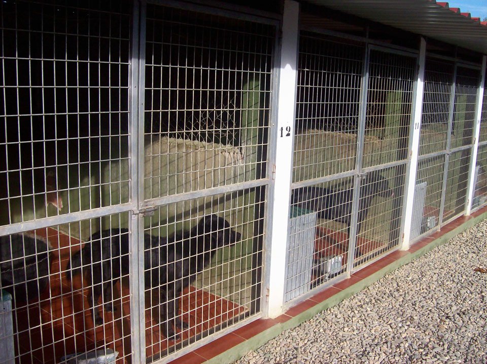 residencia canina aullidos