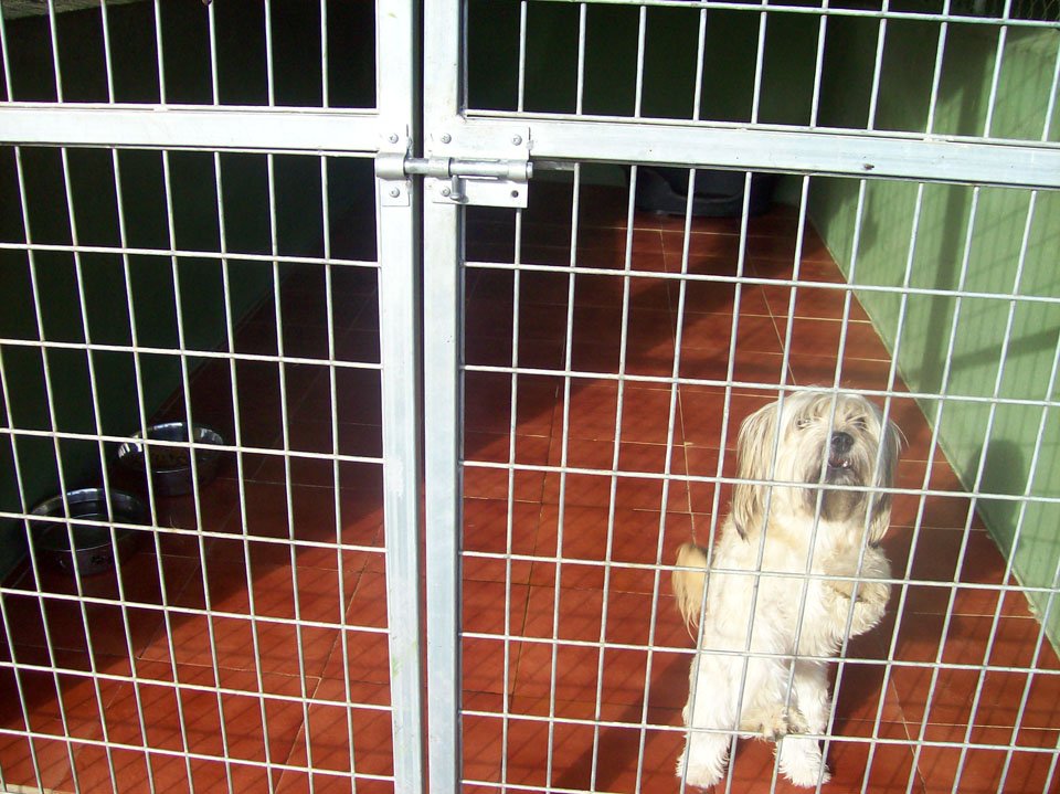 residencia canina aullidos